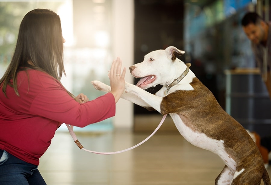 Dog's Confidence GetFont