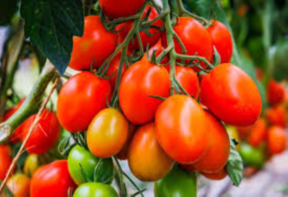 Roma Tomatoes A Comprehensive Guide Roma Tomatoes A Comprehensive Guide