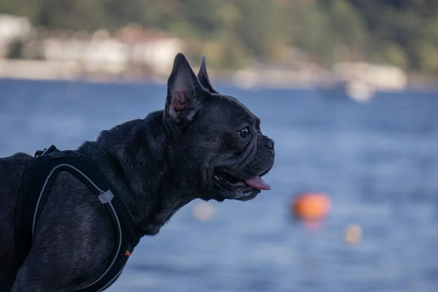 Dog Harness