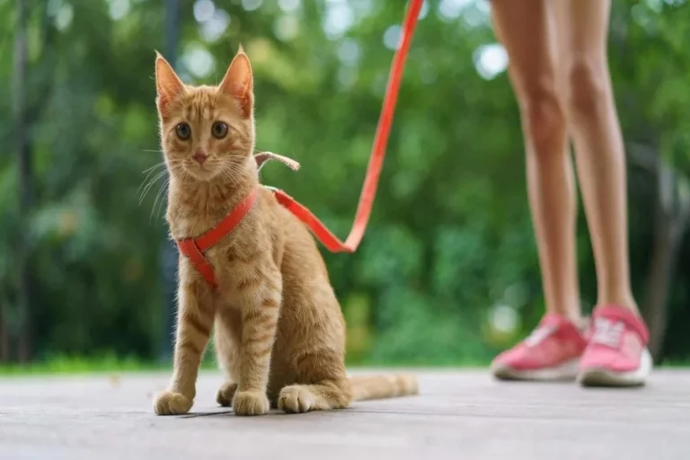 Tips On What To Do If Your Cat Freezes Or Hides When Wearing A Harness And Leash